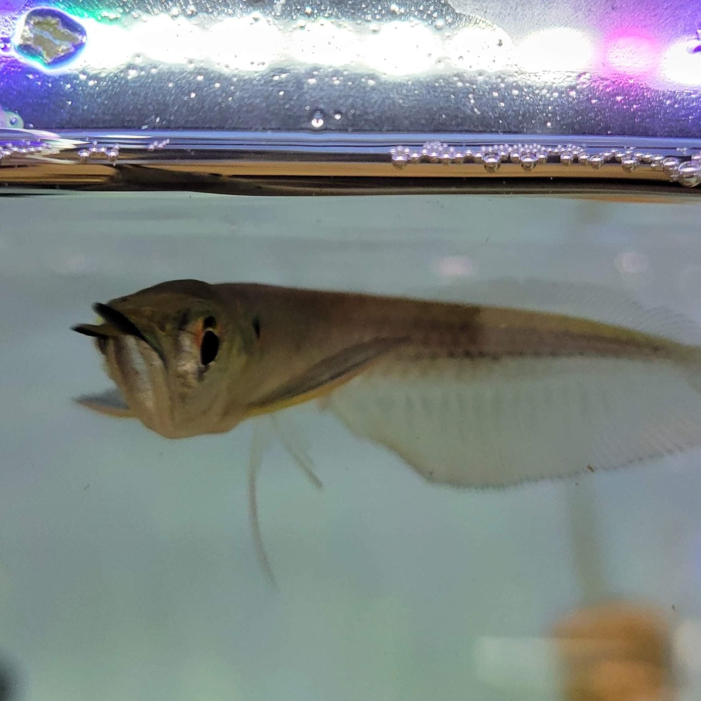 Silver Arowana 4"