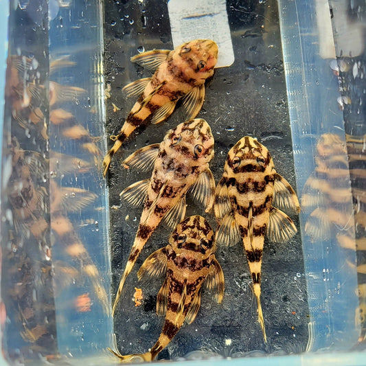 L052 Atabapo Butterfly Pleco (Dekeyseria picta)