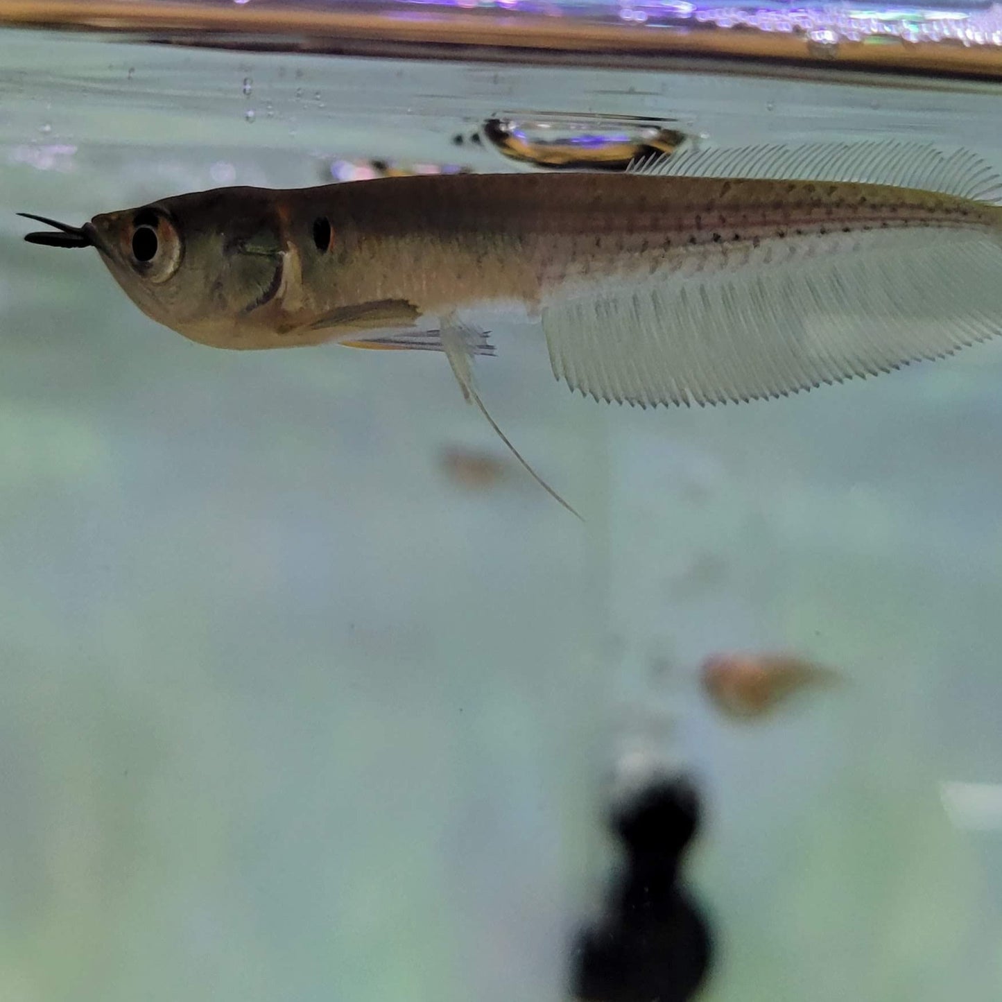 Silver Arowana 4"
