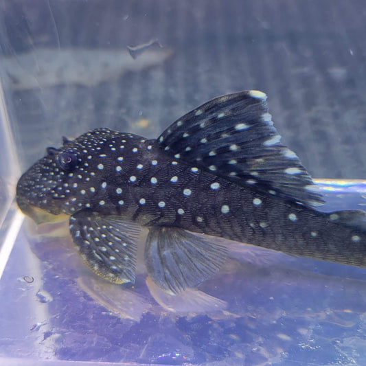 Blue Phantom Pleco L128