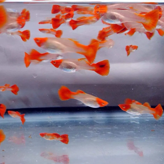 Albino Red Koi Guppy Pair