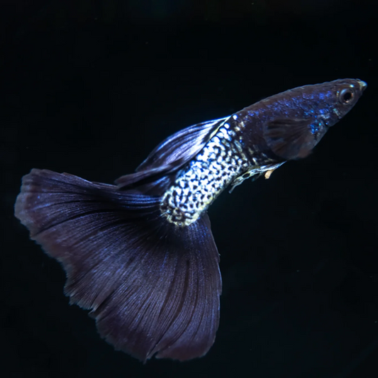 Black Metal Guppy Pair