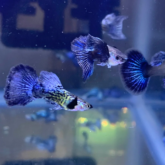 Blue Dragon Guppy Trio (1 male 2 female)
