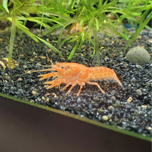 Dwarf Mexican Crayfish