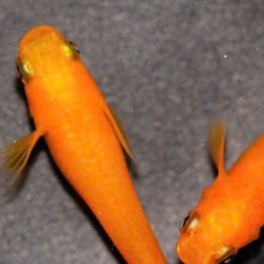 Red Emperor Medaka Ricefish